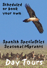 cheap birding vacation spain summer day tours banner